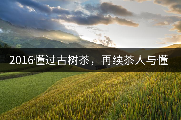 2016懂過(guò)古樹(shù)茶，再續(xù)茶人與懂過(guò)的故事