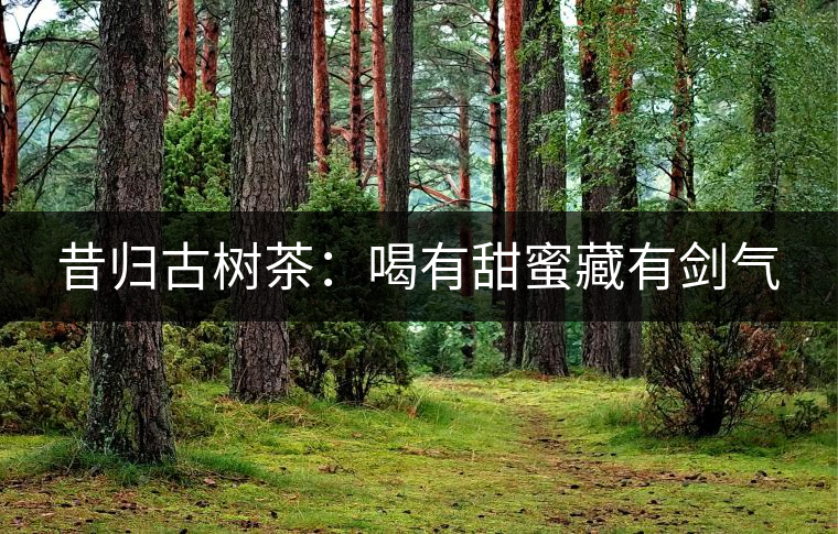 昔歸古樹茶:喝有甜蜜藏有劍氣 昔歸古樹茶:喝有甜蜜藏有劍氣