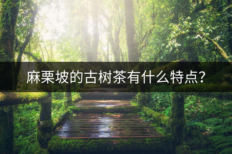 麻栗坡的古樹茶有什么特點(diǎn)？