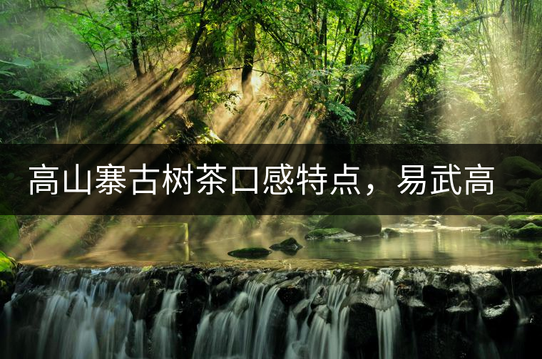 高山寨古樹茶口感特點，易武高山寨普洱茶介紹