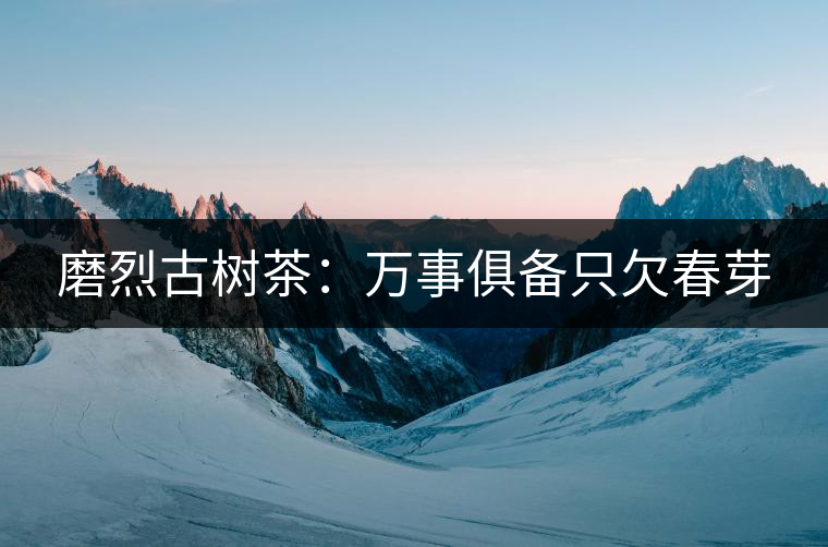 磨烈古樹茶:萬(wàn)事俱備只欠春芽 磨烈古樹茶:萬(wàn)事俱備只欠春芽