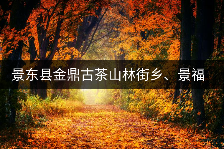 景東縣金鼎古茶山林街鄉(xiāng)、景福鄉(xiāng)、東鎮(zhèn)普洱茶