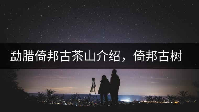 勐臘倚邦古茶山介紹，倚邦古樹茶口感特點