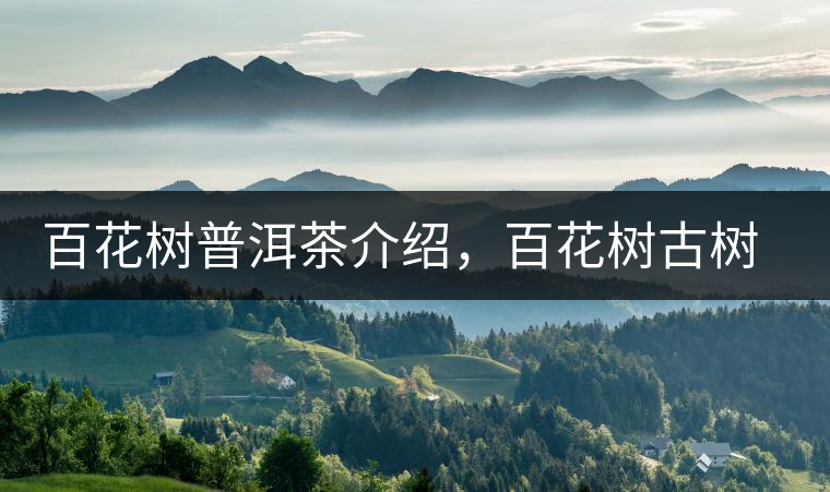 百花樹普洱茶介紹，百花樹古樹茶口感特點