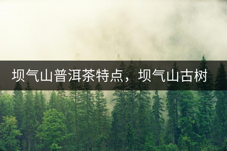 壩氣山普洱茶特點，壩氣山古樹茶介紹