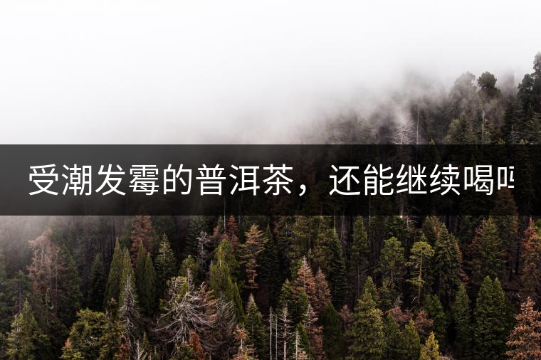 受潮發(fā)霉的普洱茶，還能繼續(xù)喝嗎？