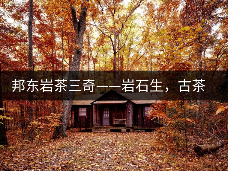 邦東巖茶三奇——巖石生，古茶韻，原野香