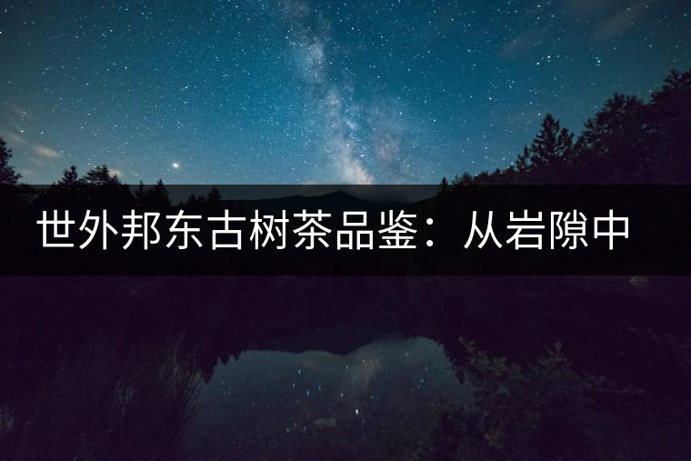 世外邦東古樹茶品鑒：從巖隙中開出的花朵