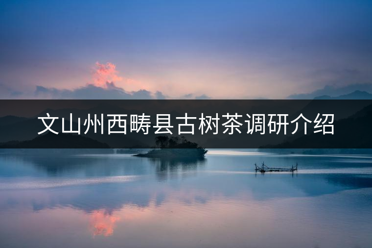 文山州西疇縣古樹茶調研介紹