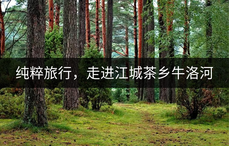 純粹旅行，走進(jìn)江城茶鄉(xiāng)牛洛河