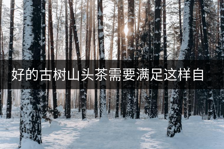 好的古樹(shù)山頭茶需要滿足這樣自然條件，以大忠山為例！