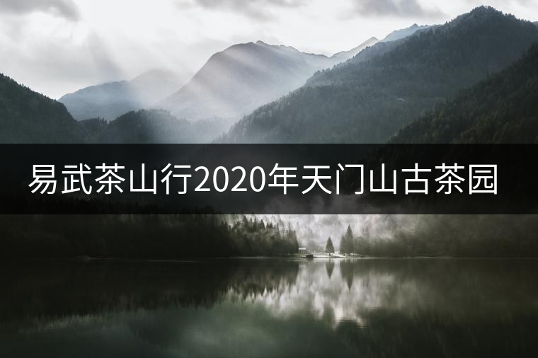 易武茶山行2020年天門山古茶園尋茶介紹