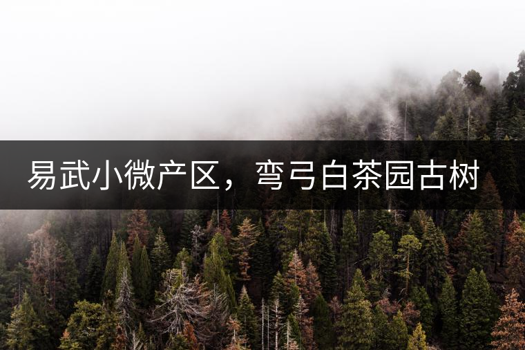 易武小微產(chǎn)區(qū)，彎弓白茶園古樹茶介紹