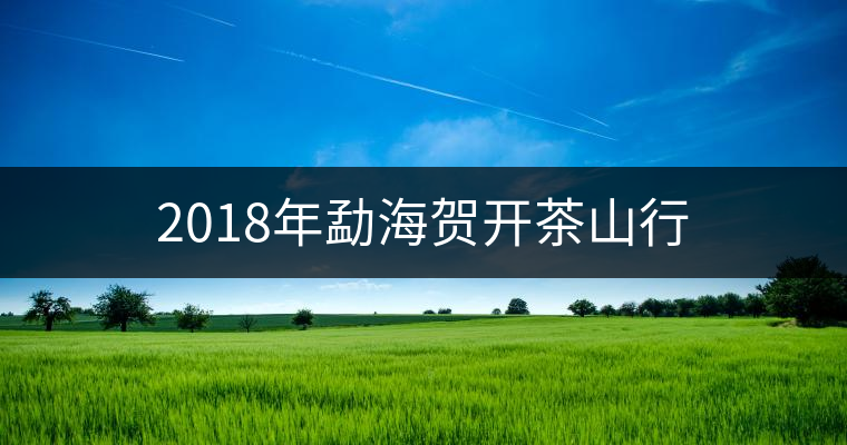 2018年勐海賀開茶山行