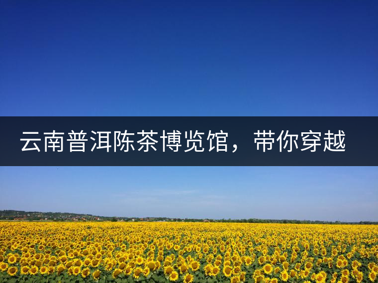 云南普洱陳茶博覽館，帶你穿越時光，品普洱老茶