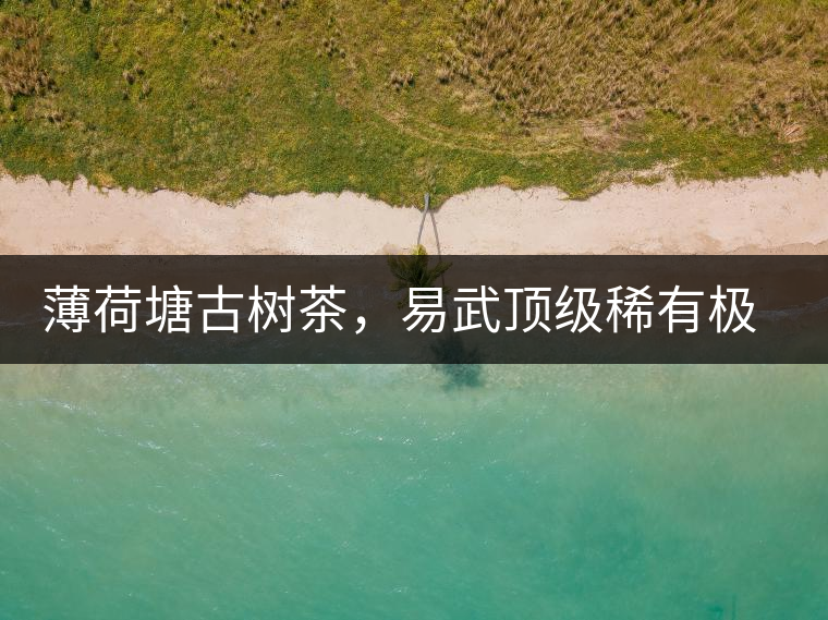 薄荷塘古樹(shù)茶，易武頂級(jí)稀有極品