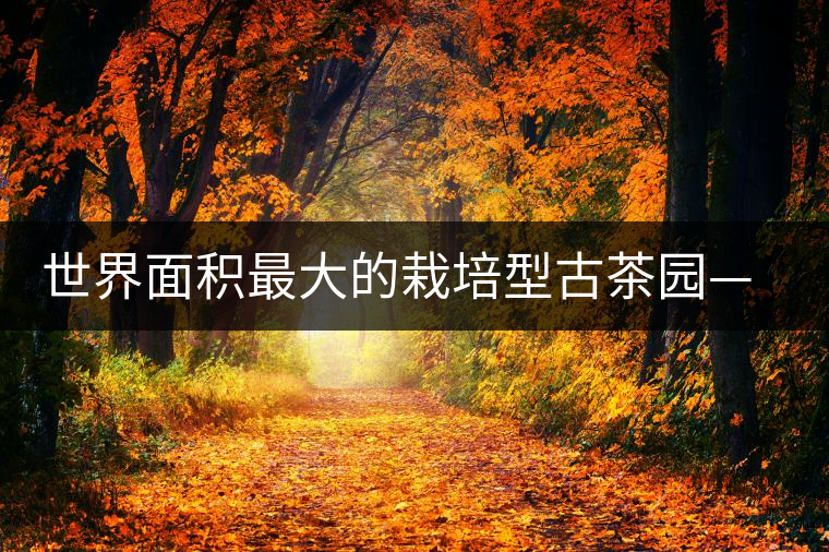 世界面積最大的栽培型古茶園——賀開(kāi)古茶園 世界面積最大的栽培型古茶園——賀開(kāi)古茶園