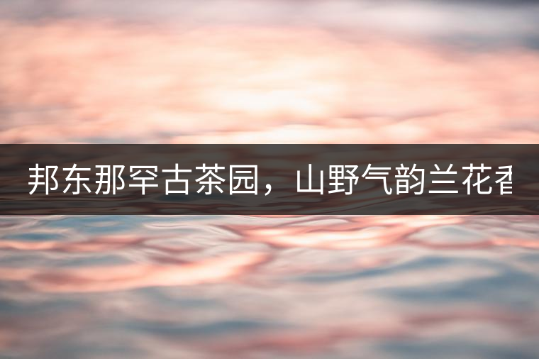 邦東那罕古茶園，山野氣韻蘭花香！