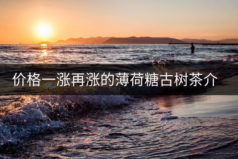 價(jià)格一漲再漲的薄荷糖古樹(shù)茶介紹