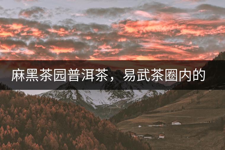 麻黑茶園普洱茶，易武茶圈內(nèi)的翹楚