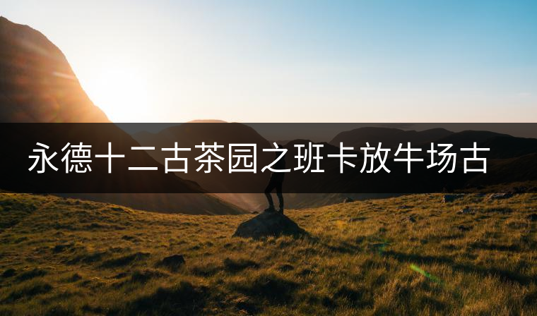 永德十二古茶園之班卡放牛場(chǎng)古樹茶特點(diǎn)介紹