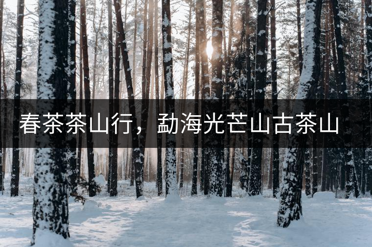 春茶茶山行，勐海光芒山古茶山你去過嗎？