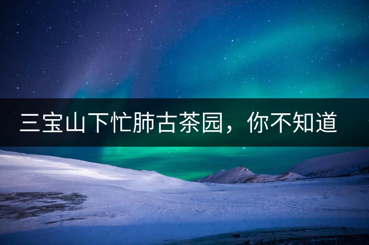 三寶山下忙肺古茶園，你不知道的古樹茶傳說