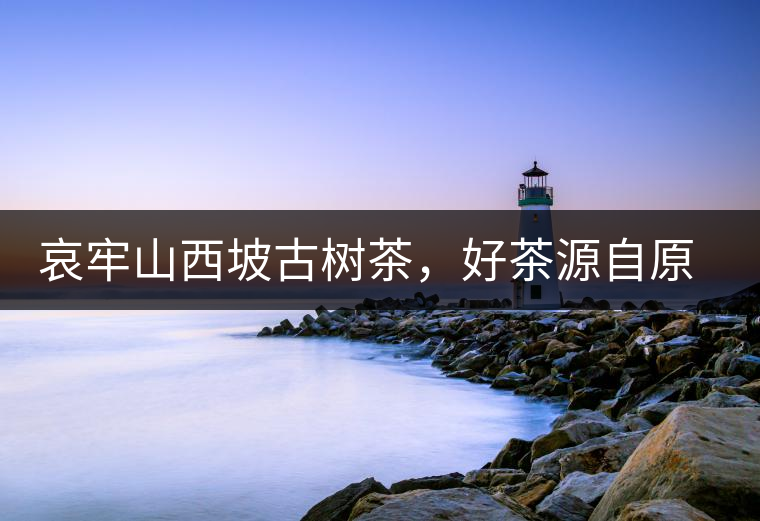 哀牢山西坡古樹(shù)茶，好茶源自原生態(tài)高山