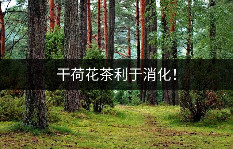 干荷花茶利于消化！