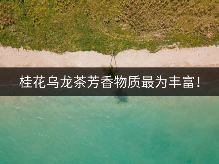 桂花烏龍茶芳香物質(zhì)最為豐富！