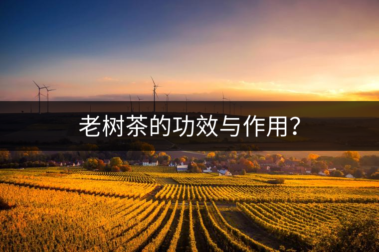 老樹茶的功效與作用？