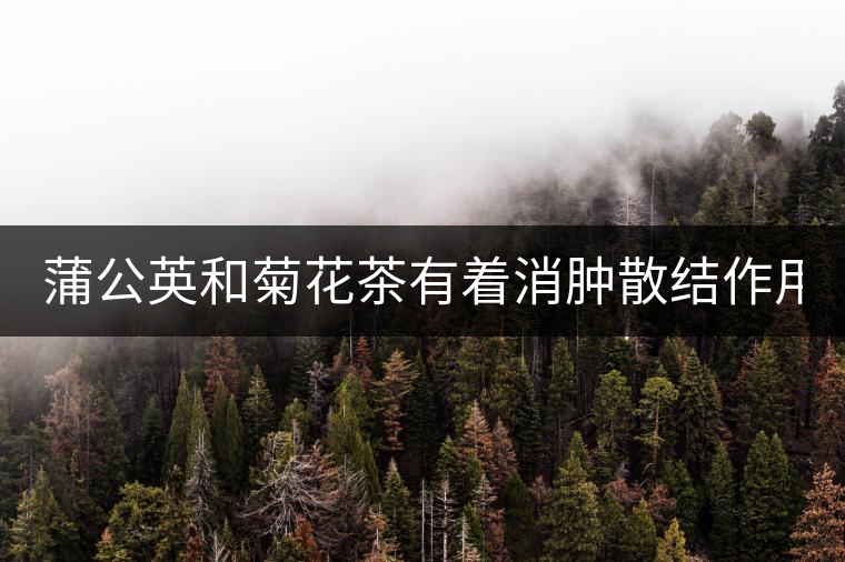 蒲公英和菊花茶有著消腫散結(jié)作用！