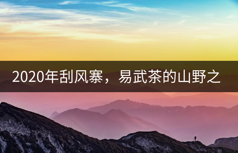 2020年刮風(fēng)寨，易武茶的山野之王-易武中聘號(hào)