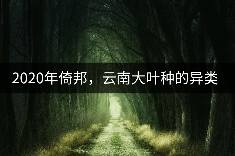 2020年倚邦，云南大葉種的異類-易武中聘號(hào)
