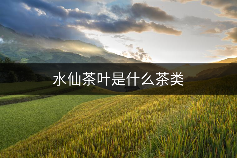 水仙茶葉是什么茶類 水仙茶葉是什么茶類