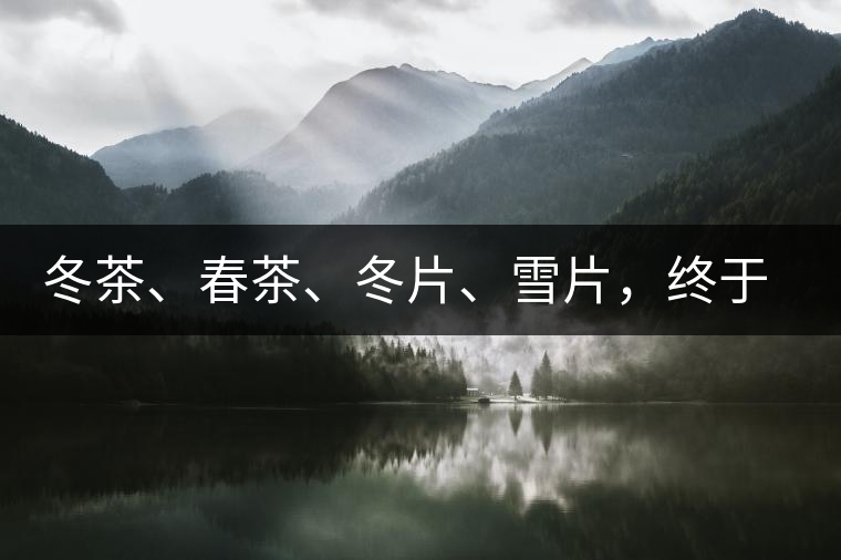 冬茶、春茶、冬片、雪片，終于分清楚了