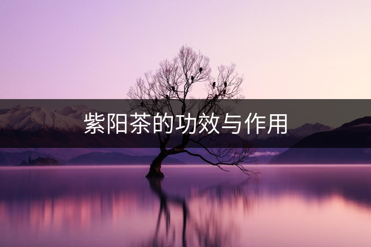 紫陽(yáng)茶的功效與作用 紫陽(yáng)茶的功效與作用