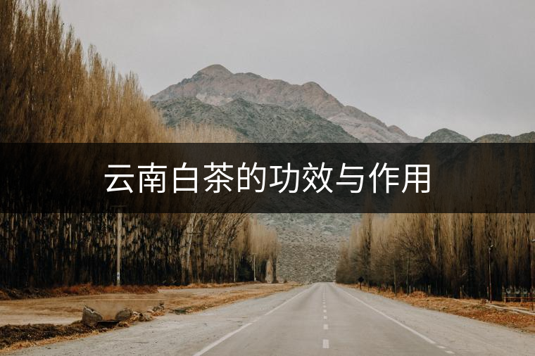 云南白茶的功效與作用 云南白茶的功效與作用