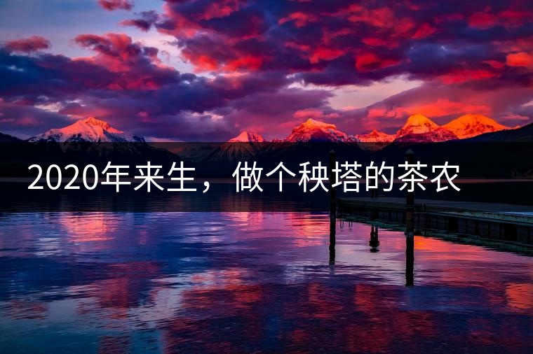 2020年來生，做個秧塔的茶農(nóng) 上樹摘茶 下樹數(shù)錢-易武中聘號
