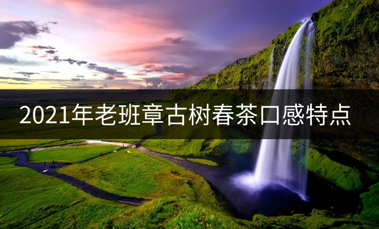 2021年老班章古樹春茶口感特點？