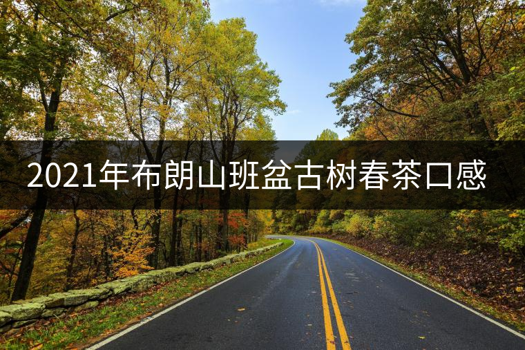 2021年布朗山班盆古樹春茶口感特點(diǎn)？