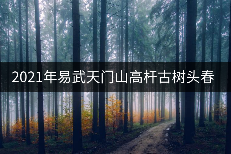 2021年易武天門山高桿古樹頭春多少錢一公斤？