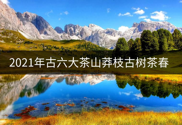 2021年古六大茶山莽枝古樹茶春茶價格 2021年古六大茶山莽枝古樹茶春茶價格