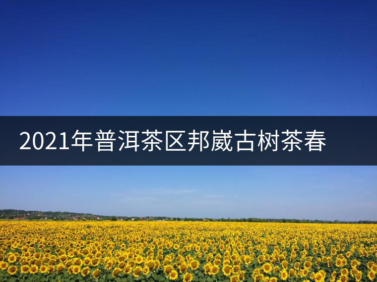 2021年普洱茶區(qū)邦崴古樹(shù)茶春茶口感特點(diǎn)介紹