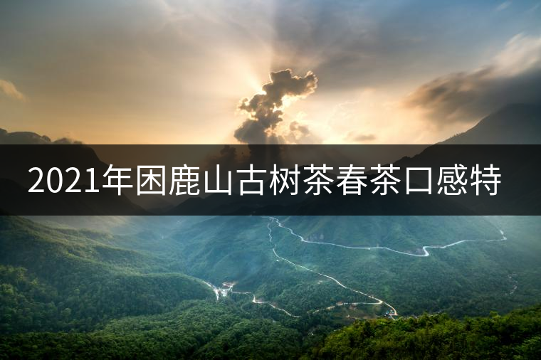 2021年困鹿山古樹茶春茶口感特點(diǎn)