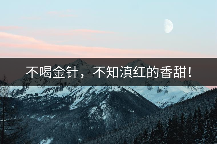 不喝金針，不知滇紅的香甜！