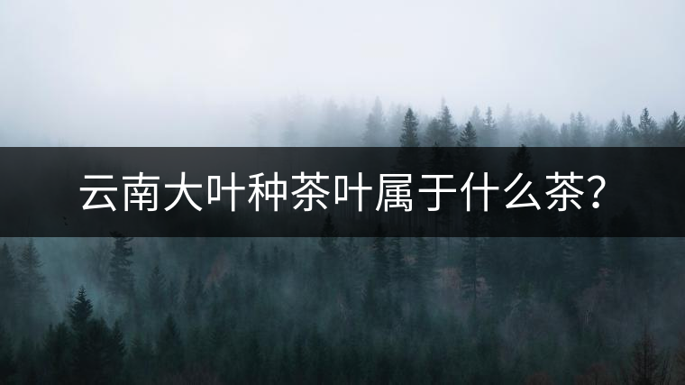 云南大葉種茶葉屬于什么茶？