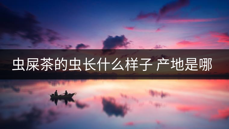 蟲屎茶的蟲長什么樣子 產(chǎn)地是哪里? 蟲屎茶的蟲長什么樣子 產(chǎn)地是哪里?