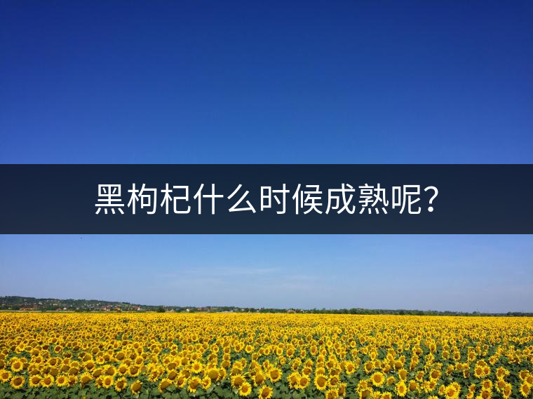 黑枸杞什么時(shí)候成熟呢？
