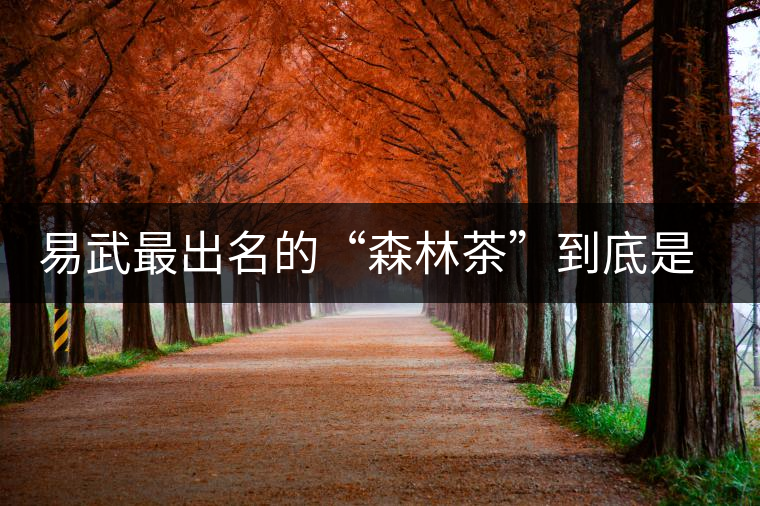 易武最出名的“森林茶”到底是什么茶？